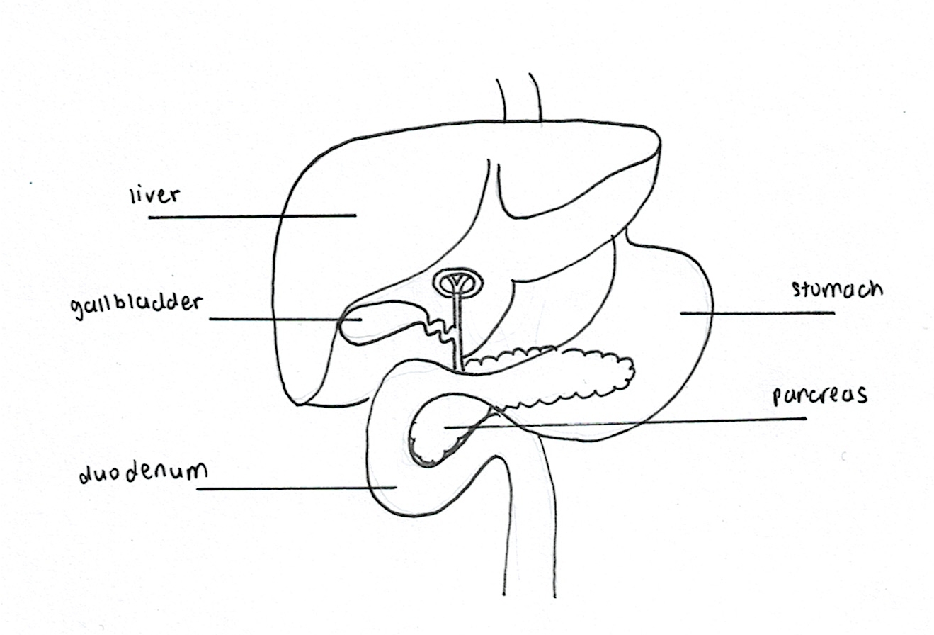 Liver Pancreas Diagram